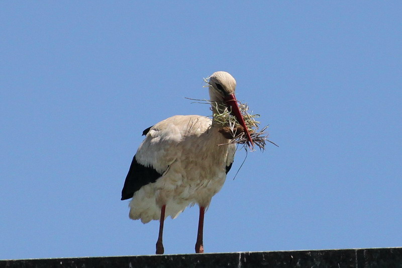 Weissstorch